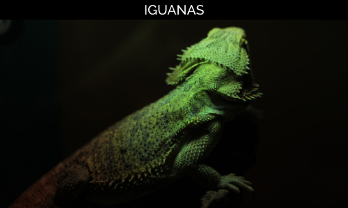 Iguana Page